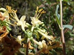 Lonicera subspicata denudata