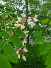 Robinia pseudoacacia
