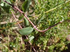 Lonicera subspicata denudata