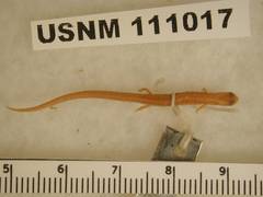 Veracruz Pigmy Salamander photo 3