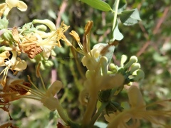 Lonicera subspicata denudata