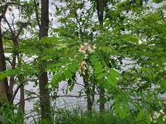 Robinia pseudoacacia