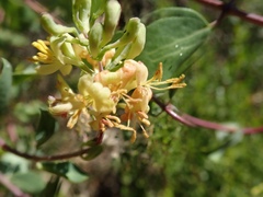 Lonicera subspicata denudata