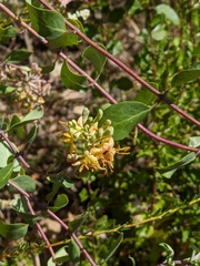 Lonicera subspicata denudata