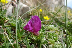 Vicia pyrenaica