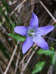 Campanula californica