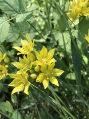 Allium moly