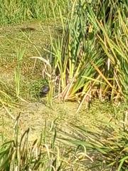 Gallinula galeata