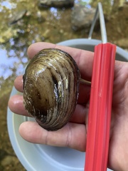 Lampsilis straminea