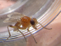 Delininae