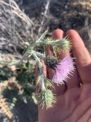 Cirsium mohavense