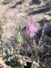 Cirsium mohavense