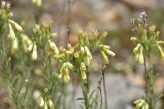 Onosma echioides