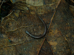 Cerro San Felipe Pigmy Salamander photo 3