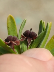 Suriana maritima