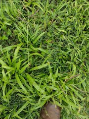 Paspalum fimbriatum