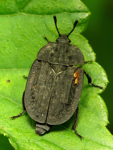 Ridged Carrion Beetle