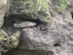 Goniopsis pelii