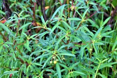Ludwigia maritima