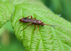 Spilichneumon