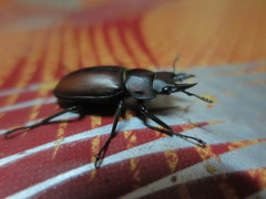 Prosopocoilus