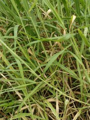Urochloa distachya