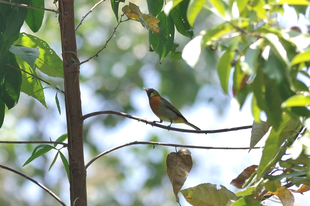 Guira Tanager