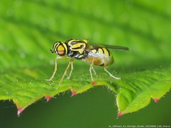 Oxycera variegata