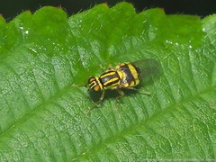 Oxycera variegata