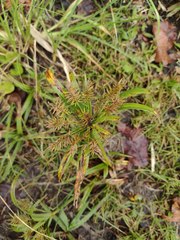Cyperus meyenianus