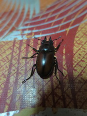 Prosopocoilus
