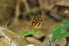 Tithorea harmonia