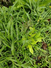 Paspalum paniculatum