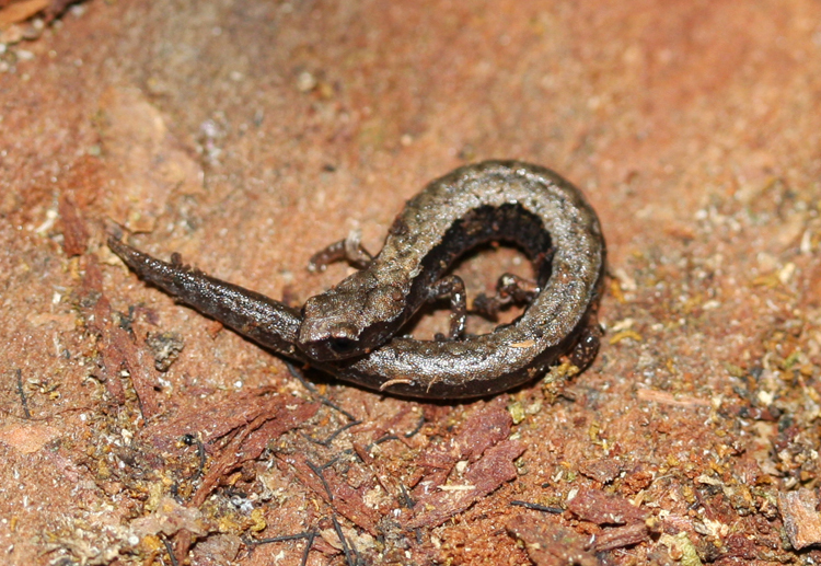 La Hoya Minute Salamander