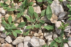 Heliotropium supinum