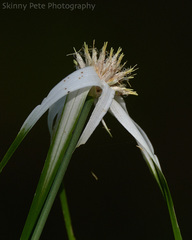 Rhynchospora latifolia
