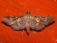 Phostria