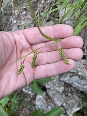 Carex formosa