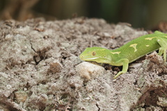 Naultinus punctatus