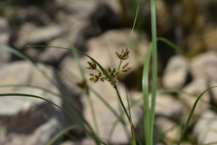 Bolboschoenus glaucus