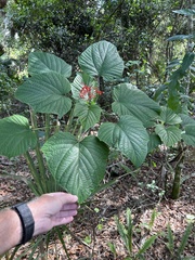 Clerodendrum paniculatum