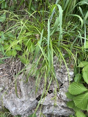 Carex formosa