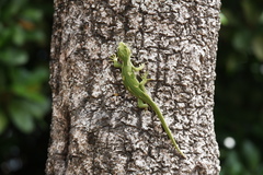 Naultinus punctatus