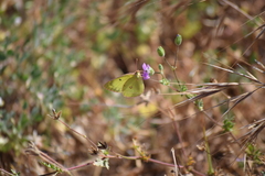 Colias harfordii