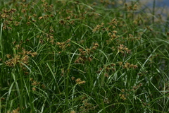Bolboschoenus glaucus