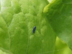 Scaphytopius nigrifrons