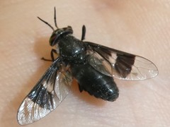Chrysops carbonarius