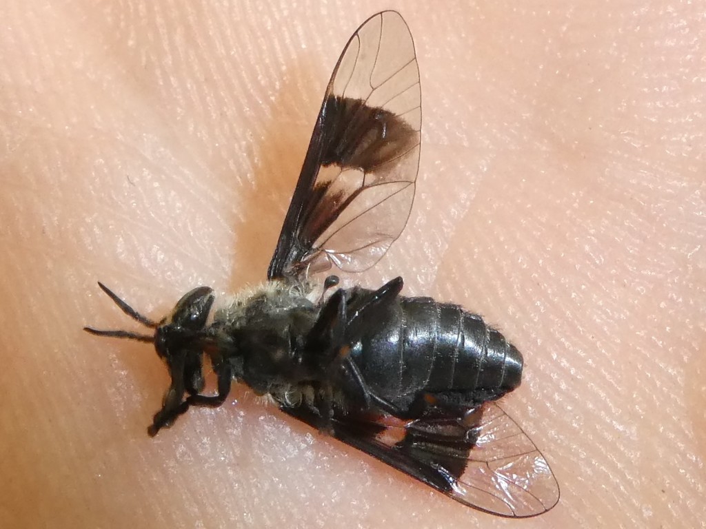Charcoal Deer Fly