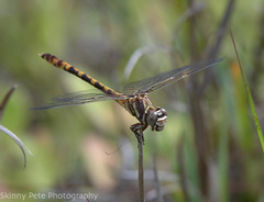 Progomphus alachuensis