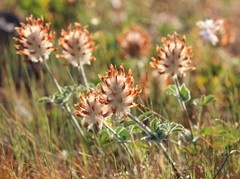 Trifolium macrocephalum